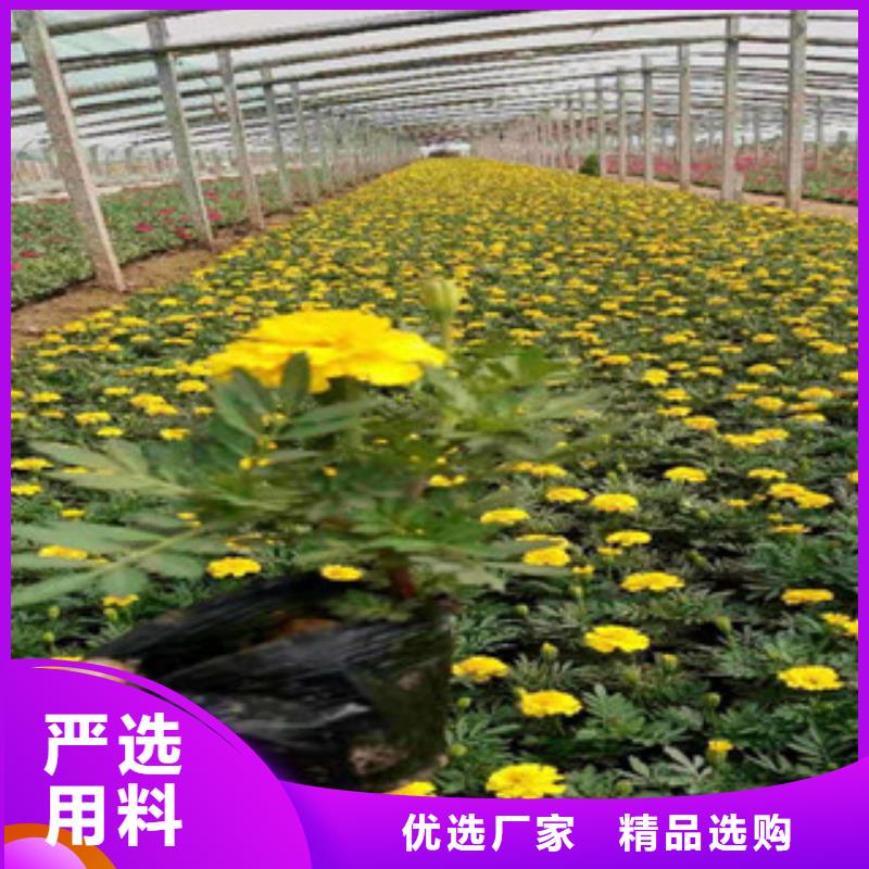 宿根花卉水生植物/荷花睡莲厂家定制