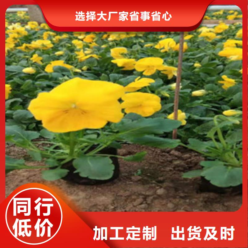 宿根花卉耐寒耐旱草花基地可定制