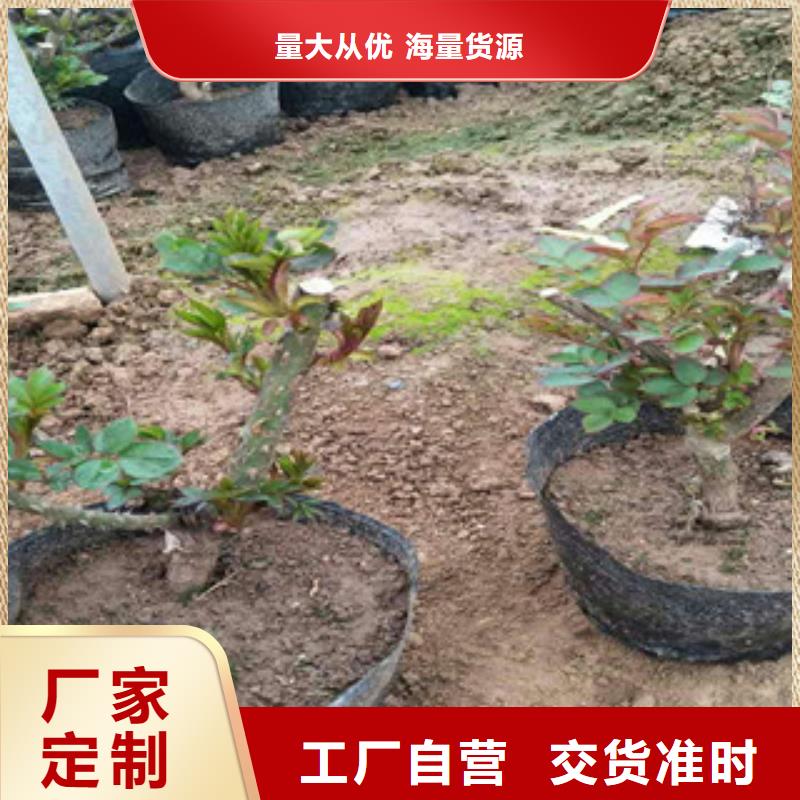 花海景观花海景观工程24小时下单发货