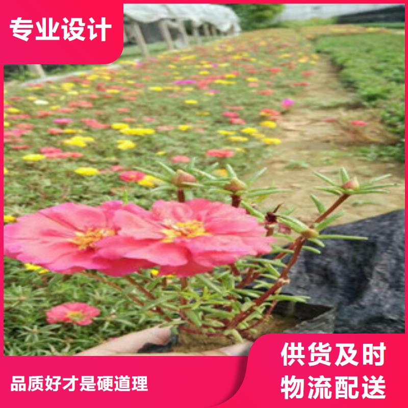 花海景观花海景观工程好品质用的放心