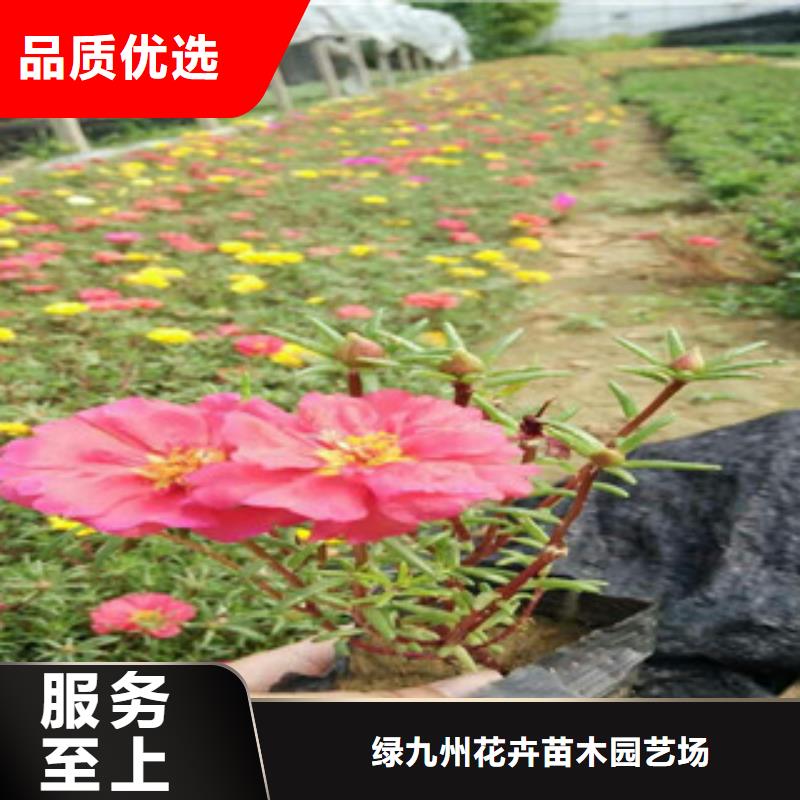 花海景观时令花卉/绿化草花价格质保一年