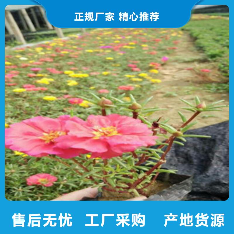 花海景观宿根花卉基地当地厂家值得信赖