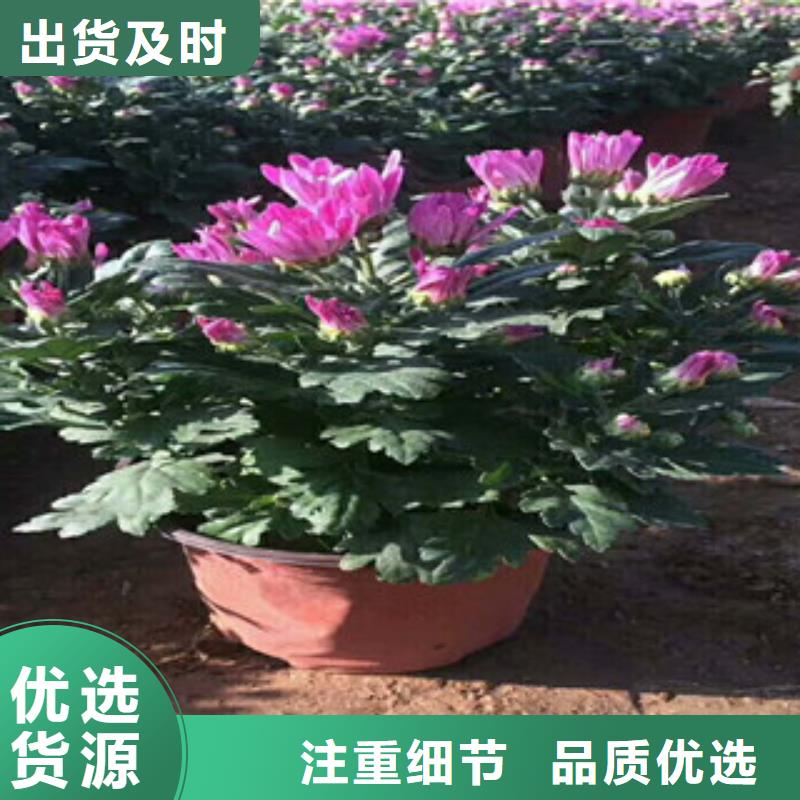 【花海景观柳叶马鞭草/薰衣草现货直供】