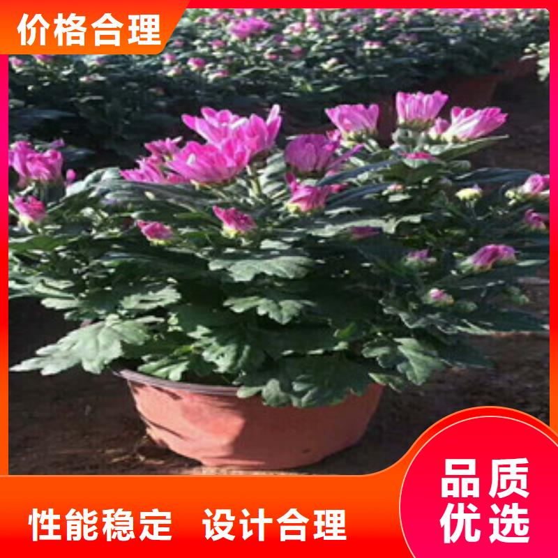 花海景观时令花卉/绿化草花价格质保一年