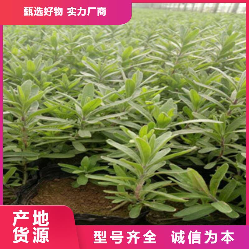 花海景观-花海景观工程拥有多家成功案例