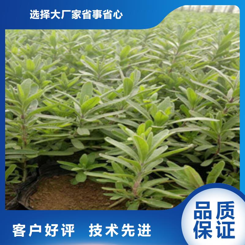 【花海景观】五一国庆草花批发源头实体厂商
