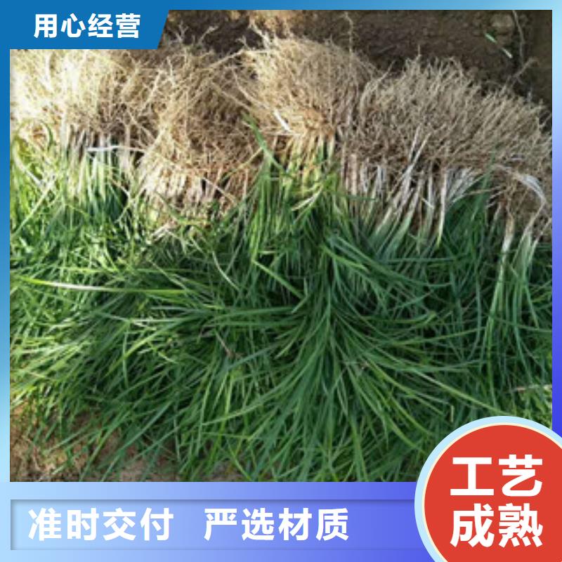 花海景观观赏草/蒲苇狼尾草48小时发货