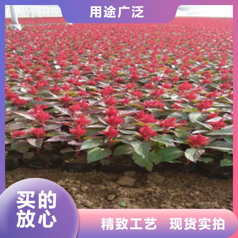 花海景观水生植物/荷花睡莲实体厂家支持定制