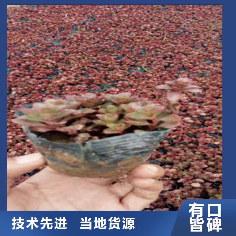 【产地批发 花海景观柳叶马鞭草/薰衣草 库存齐全厂家直供】-产品视频