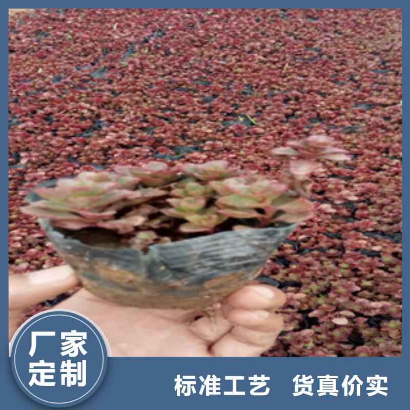 【花海景观】-观赏草/蒲苇狼尾草好货采购