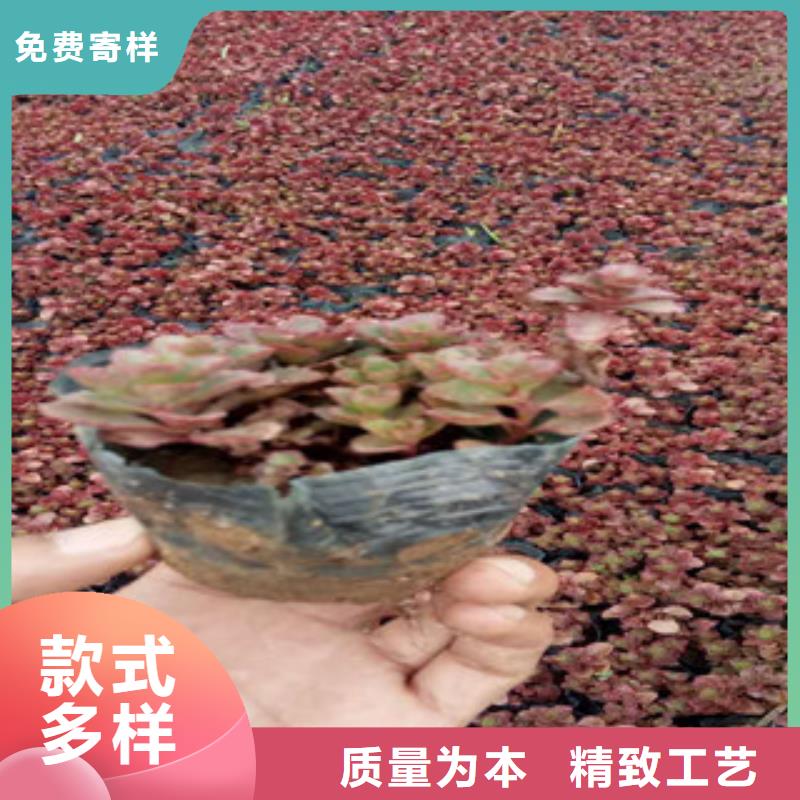 花海景观时令花卉/绿化草花价格质保一年