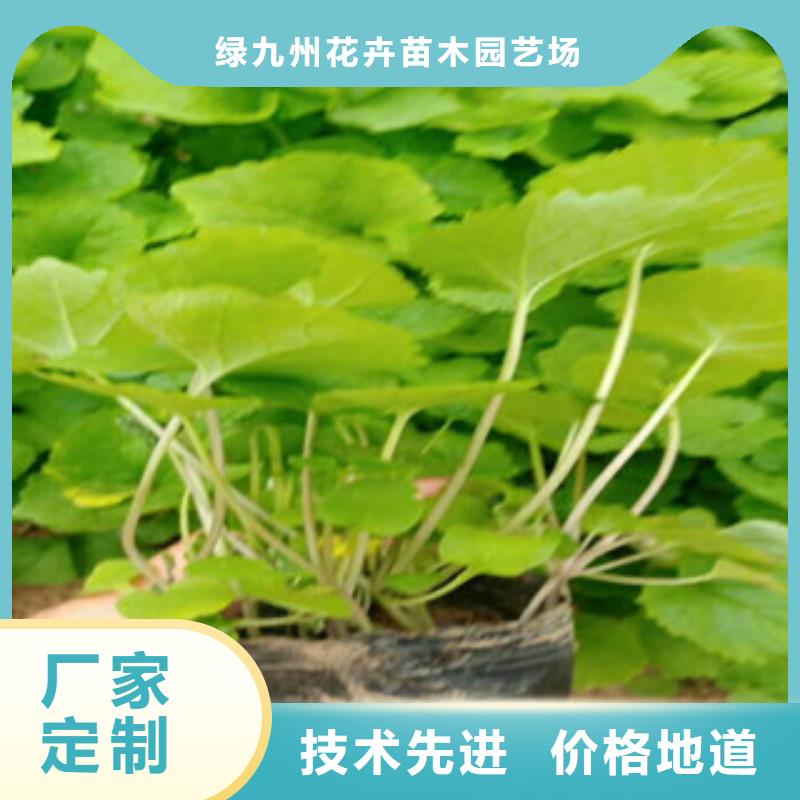 花海景观【五一国庆草花批发】批发商