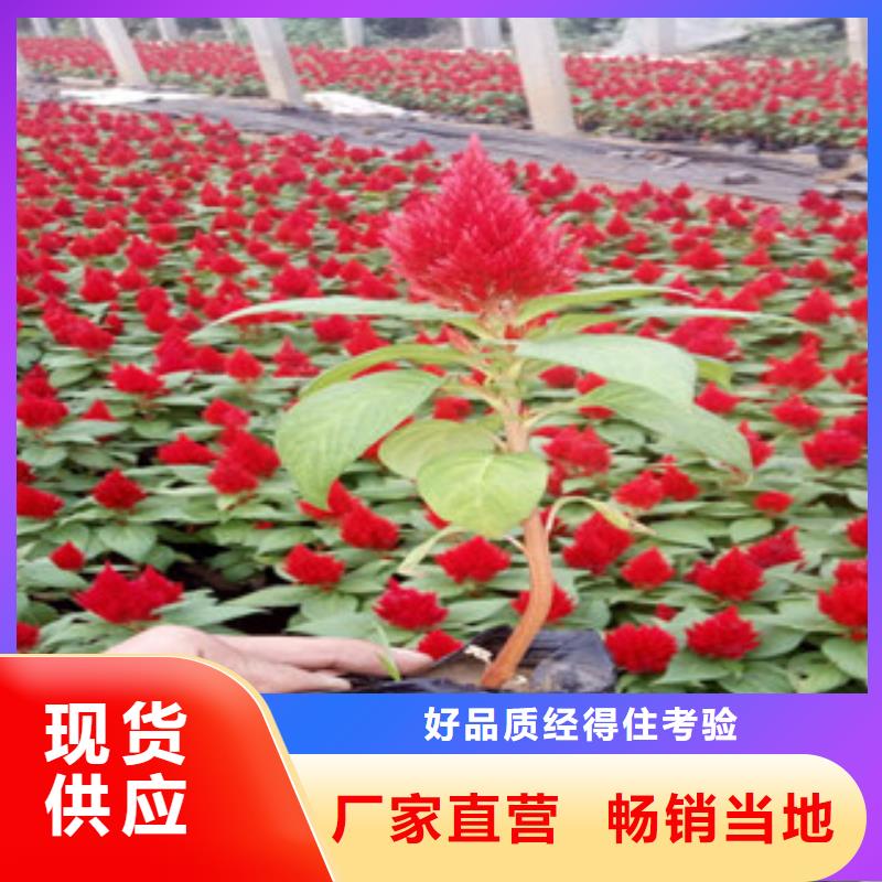 花海景观-观赏草/蒲苇狼尾草定制不额外收费