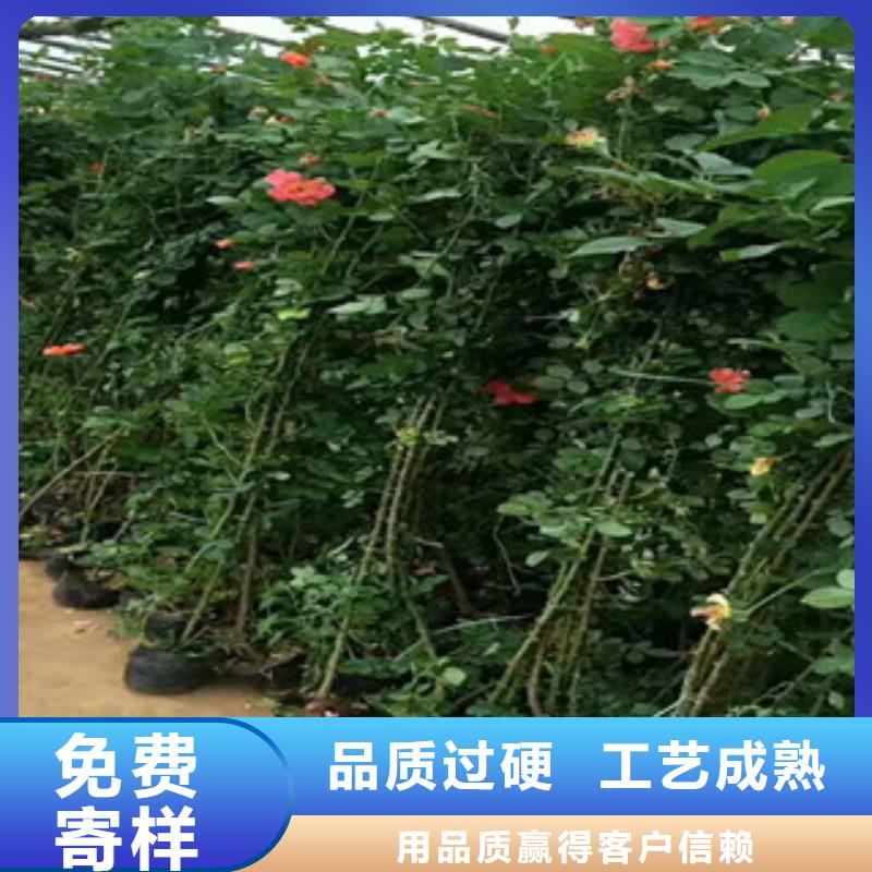 花海景观时令花卉/绿化草花价格质保一年