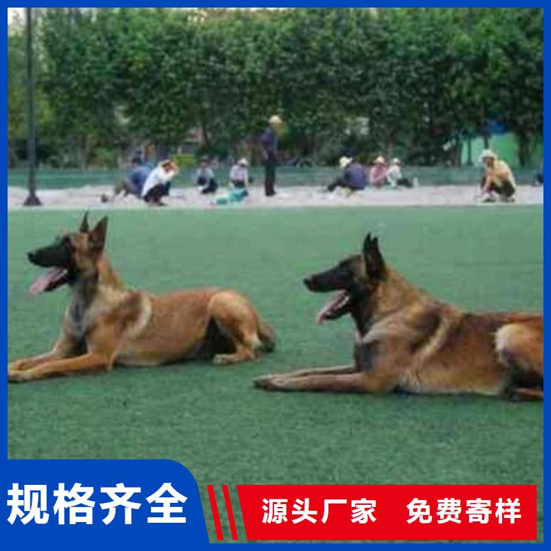 【品质可靠 马犬_杜高犬支持定制】-《一品》,商家直供