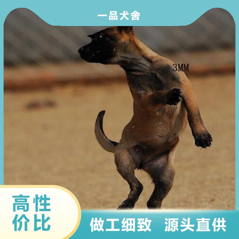让利客户 马犬-【杜高犬】欢迎来电咨询-