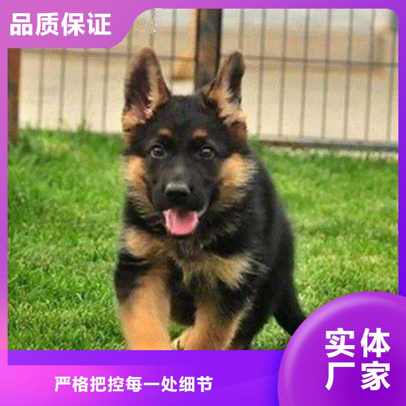 【德国牧羊犬卡斯罗犬制造生产销售】