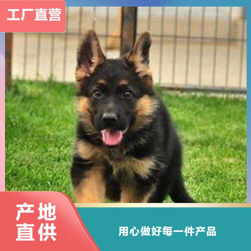 德国牧羊犬_德牧犬重信誉厂家