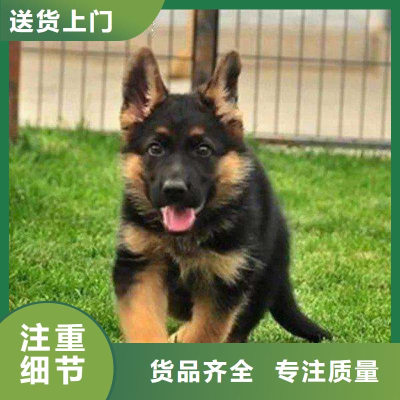 德国牧羊犬杜宾犬敢与同行比价格