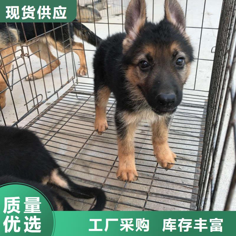 【德国牧羊犬】罗威纳犬匠心品质