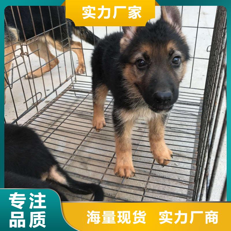 德国牧羊犬比特犬信誉至上