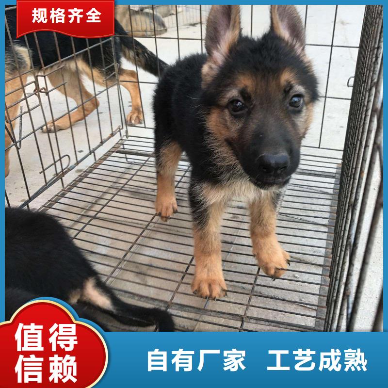 德国牧羊犬马犬用的放心