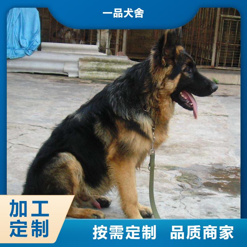 德国牧羊犬杜宾犬全新升级品质保障