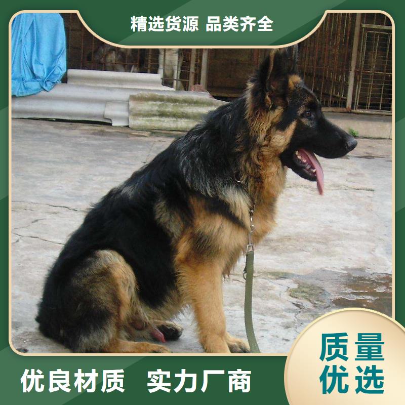 德国牧羊犬马犬用的放心