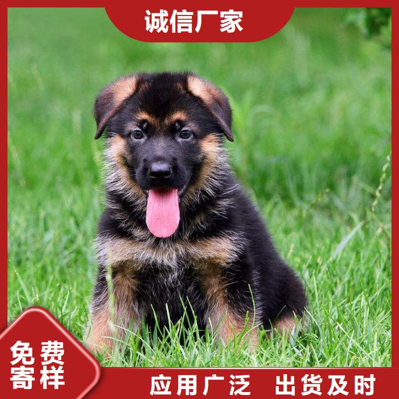 德国牧羊犬罗威纳犬生产加工