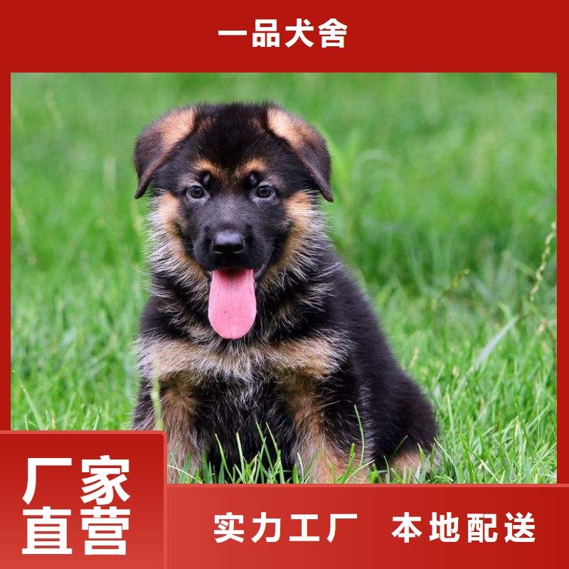 德国牧羊犬_德牧犬重信誉厂家