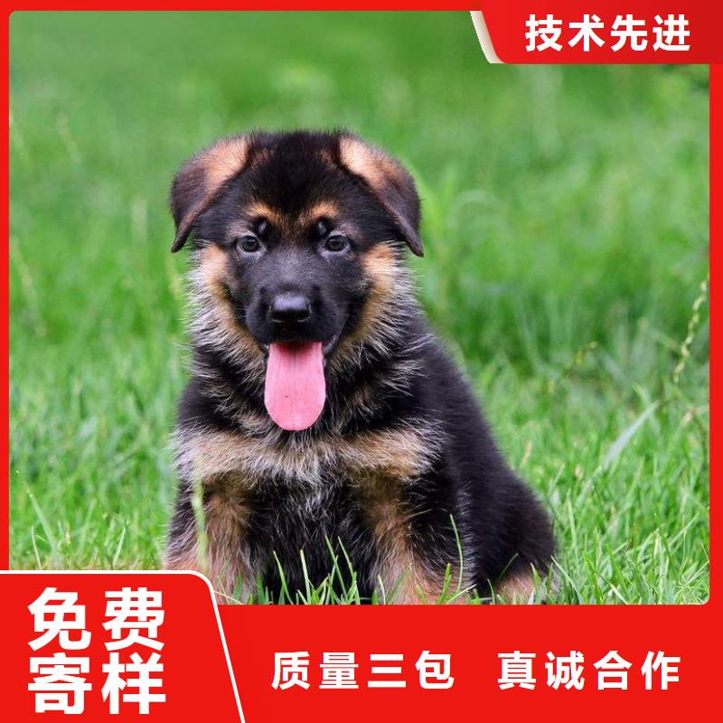 德国牧羊犬【比特犬】规格齐全