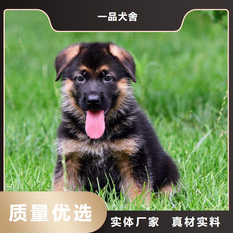 【德国牧羊犬】罗威纳犬厂家案例