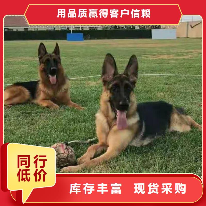 德国牧羊犬黑狼厂家直销大量现货