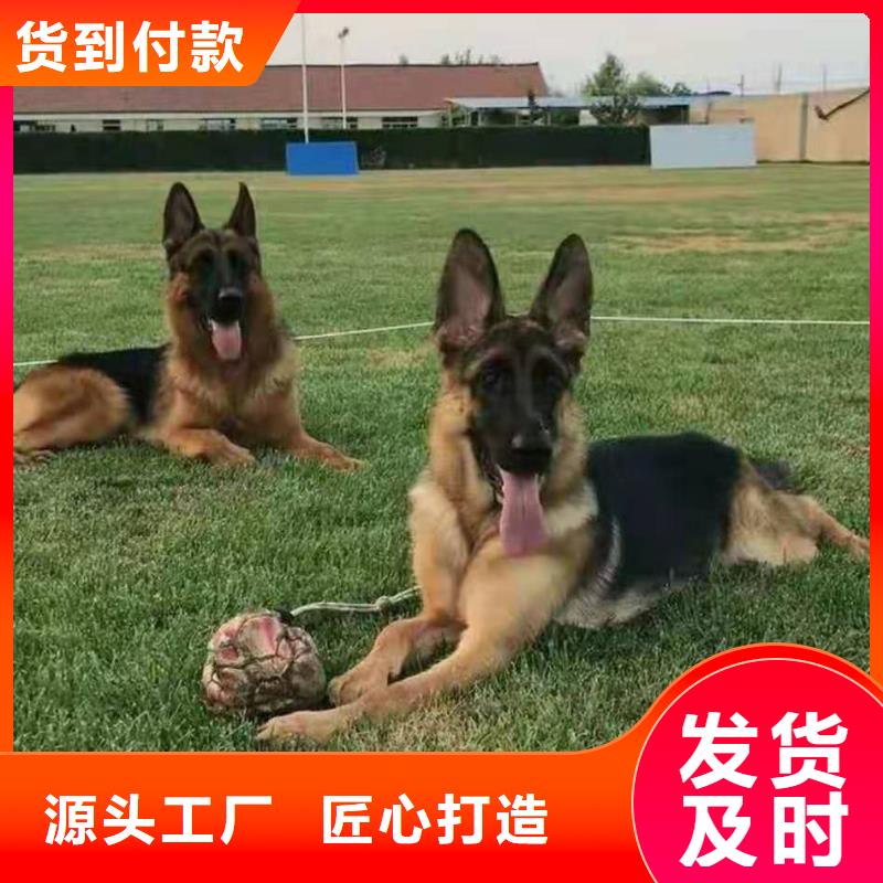 德国牧羊犬,杜宾犬欢迎新老客户垂询