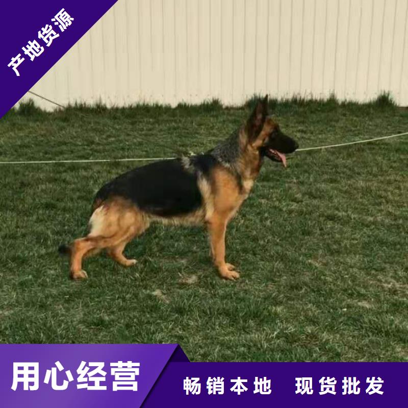 德国牧羊犬【德牧犬】好品质用的放心