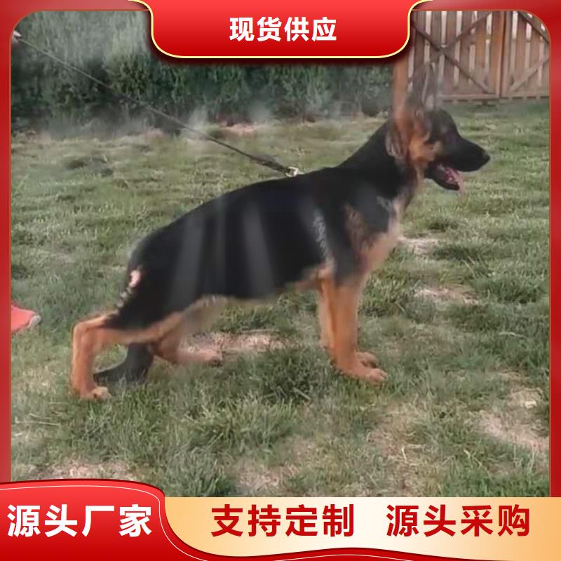 德国牧羊犬拉布拉多犬敢与同行比质量