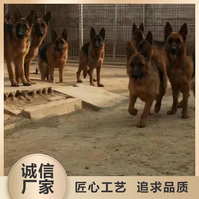 德国牧羊犬罗威纳犬实力工厂