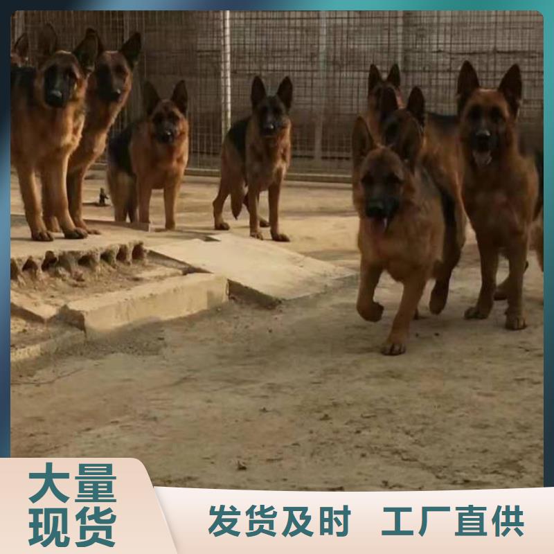 德国牧羊犬卡斯罗犬物流配货上门