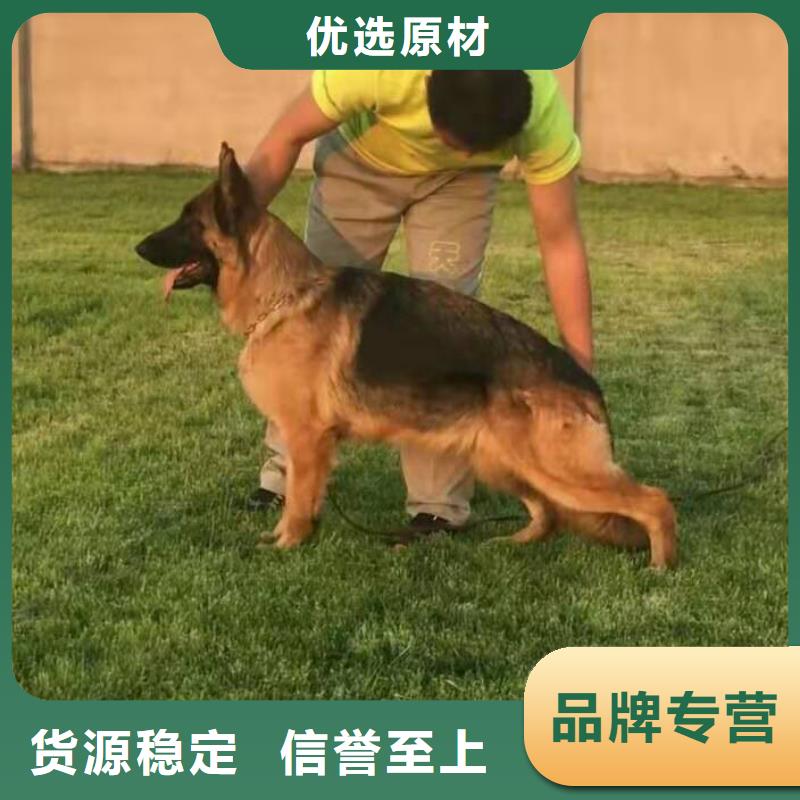 【德国牧羊犬】-黑狼适用范围广