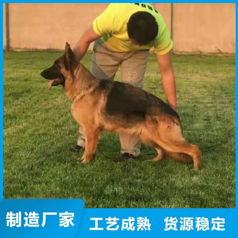 德国牧羊犬杜宾犬敢与同行比价格