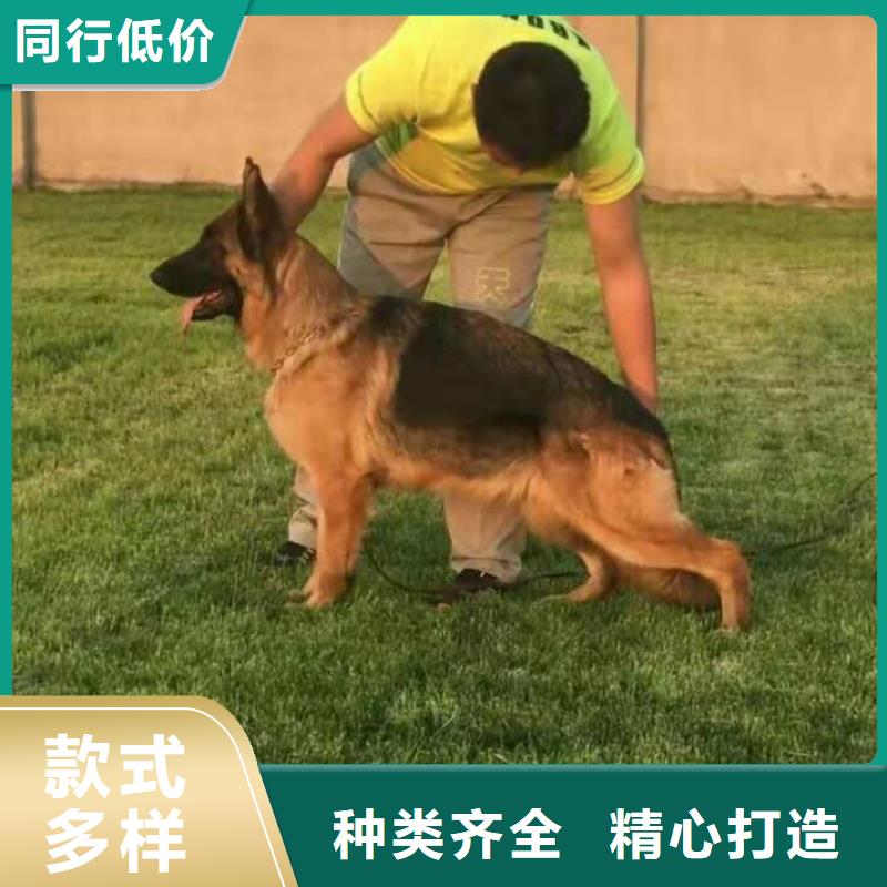 德国牧羊犬马犬用心做好每一件产品