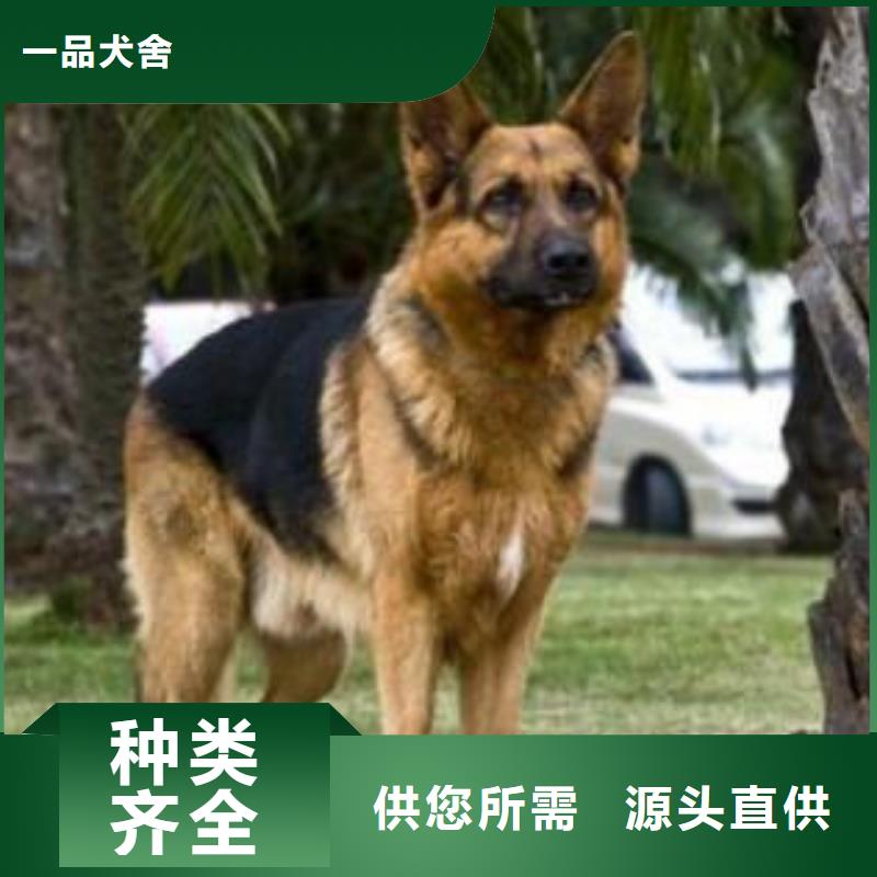 德国牧羊犬-【马犬】用好材做好产品