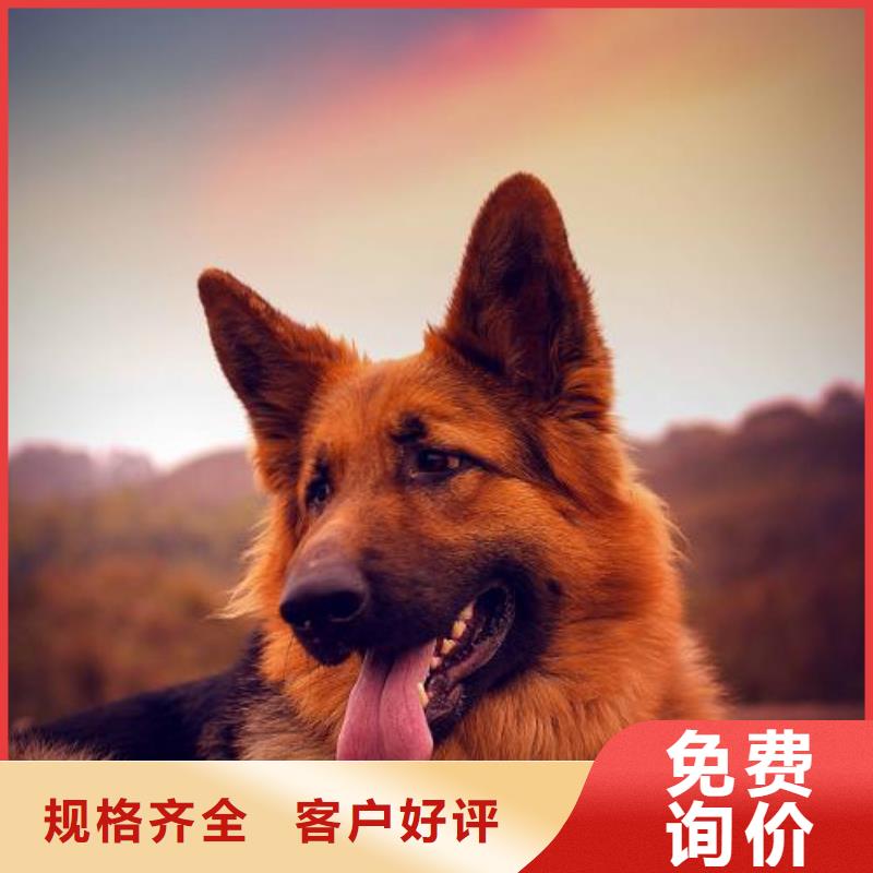 德国牧羊犬杜宾犬敢与同行比价格