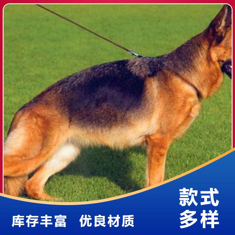 德国牧羊犬-卡斯罗犬严格把关质量放心