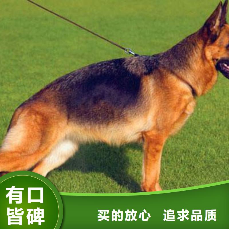 德国牧羊犬黑狼厂家直销大量现货