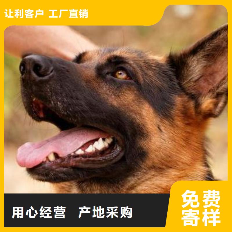 德国牧羊犬杜宾犬敢与同行比价格