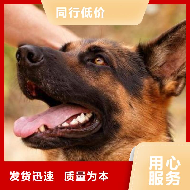 德国牧羊犬【德牧犬】好品质用的放心