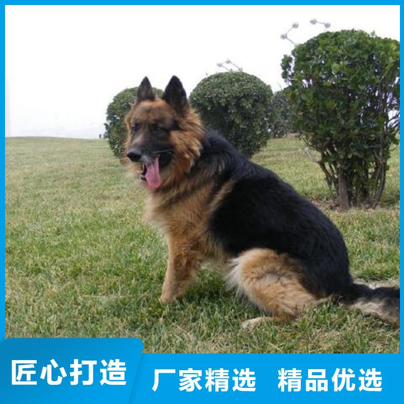 德国牧羊犬-【马犬】用好材做好产品