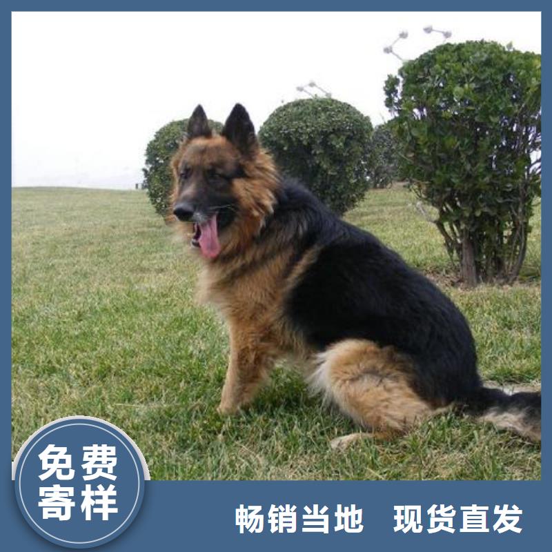 德国牧羊犬,杜宾犬欢迎新老客户垂询