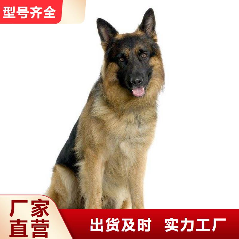 德国牧羊犬罗威纳犬服务周到